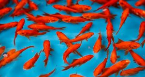 چرا عمر ماهی قرمز در خانه‌هایتان کوتاه می‌شود؟